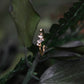 Bague Colza